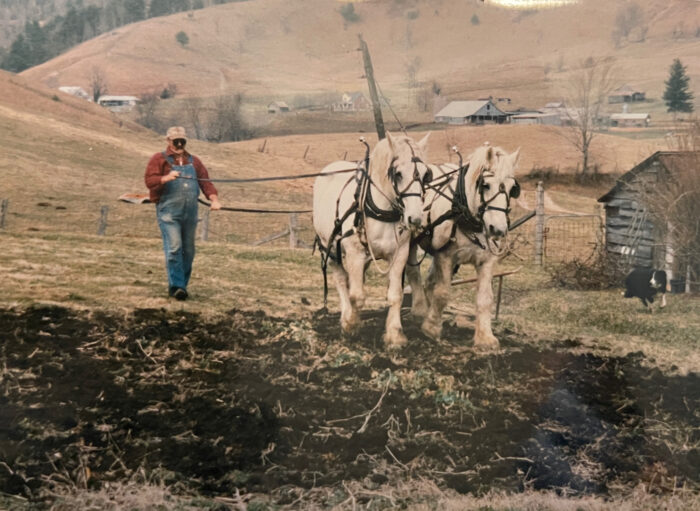 White man walking behind two horses on a field.